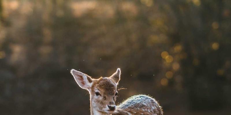 牛皮与羊皮的革新：皮革供应商如何推动户外装备与功能性服装的复合材料革命