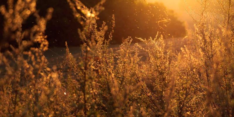 皮革材料89：探索定制皮具的灵魂与优质皮革供应商的选择之道