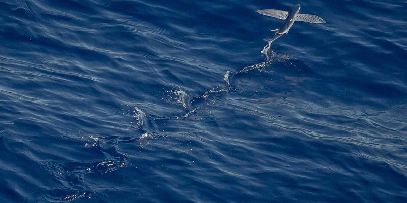 稀有皮革鉴赏指南：鳄鱼皮、鸵鸟皮与蜥蜴皮的纹理识别与价值评估 | 专业皮革制品与供应商解析