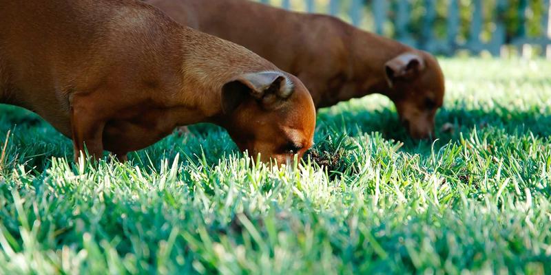 羊皮与牛皮:探索皮革材料的核心魅力与选择之道