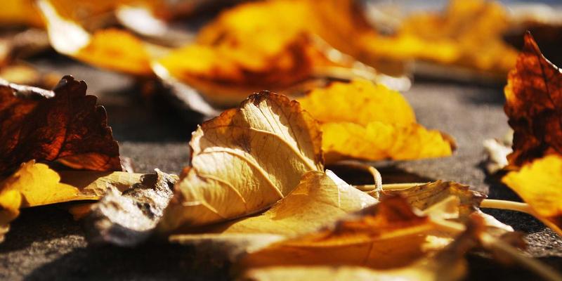 羊皮与皮革材料的奥秘：从苯胺革到压花革，表面涂饰层如何定义皮革制品的风格与用途