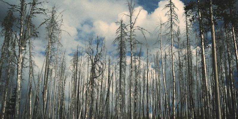 羊皮皮革防水性能大比拼：蜡鞣、油鞣与高科技涂层技术深度解析 | 皮革嘉泰